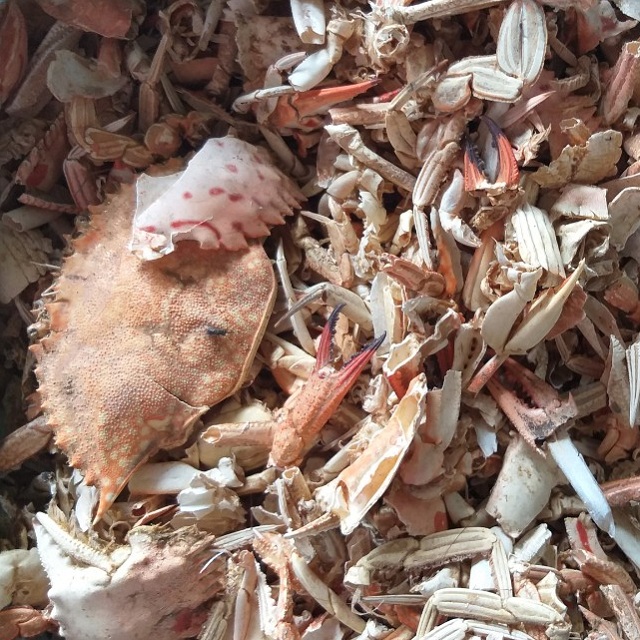DRIED CRAB SHELL - Image 4