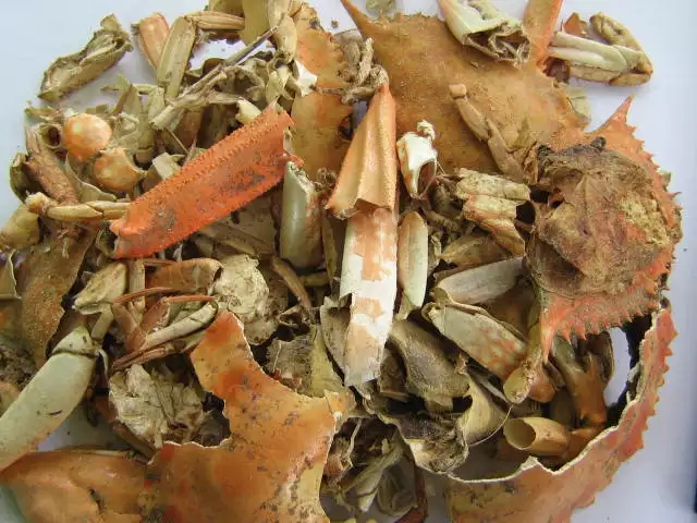 DRIED CRAB SHELL - Image 7