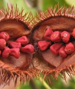 Alternative view of ANNATTO SEEDS