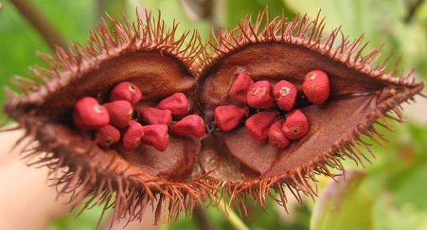 ANNATTO SEEDS - Image 2