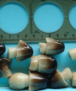 Alternative view of CANNED STRAW MUSHROOM
