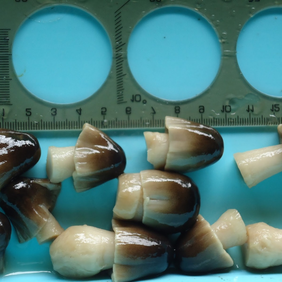 CANNED STRAW MUSHROOM - Image 2