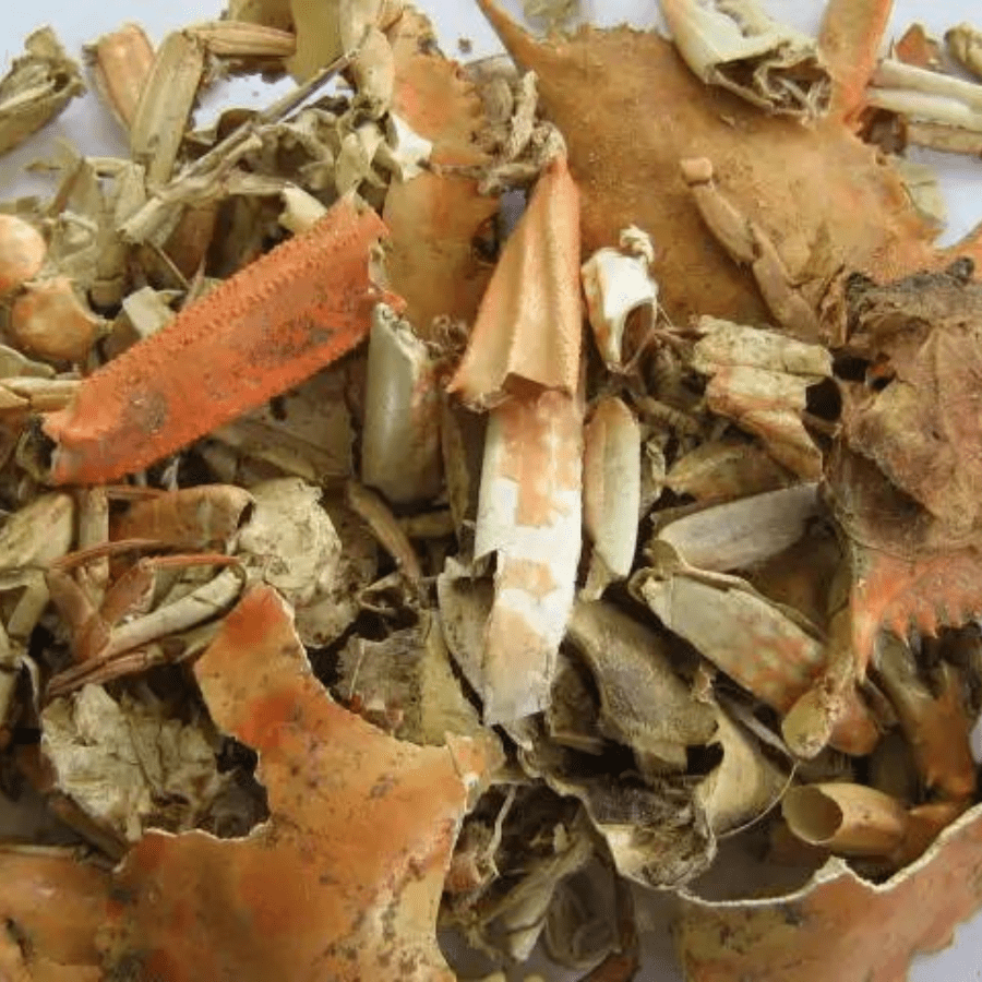 DRIED CRAB SHELL - Image 5
