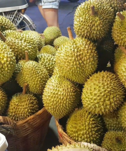 Alternative view of DURIAN FRUIT