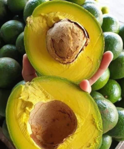 avocado