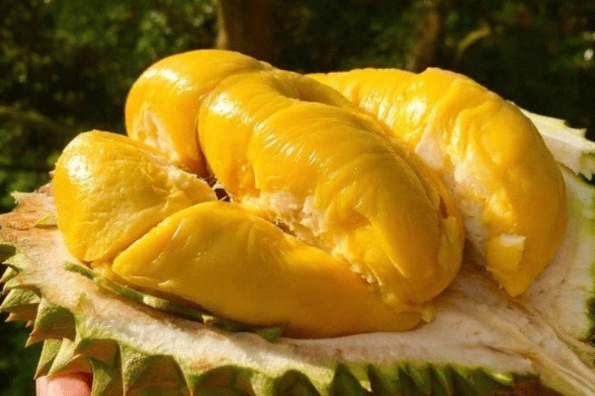 DURIAN FRUIT - Image 3