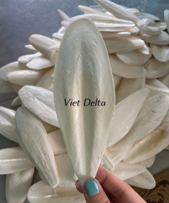 cuttlefish bone