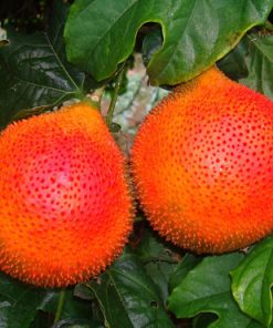 Alternative view of GAC FRUIT