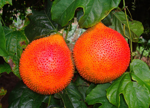 GAC FRUIT - Image 2