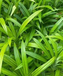 pandan leaves