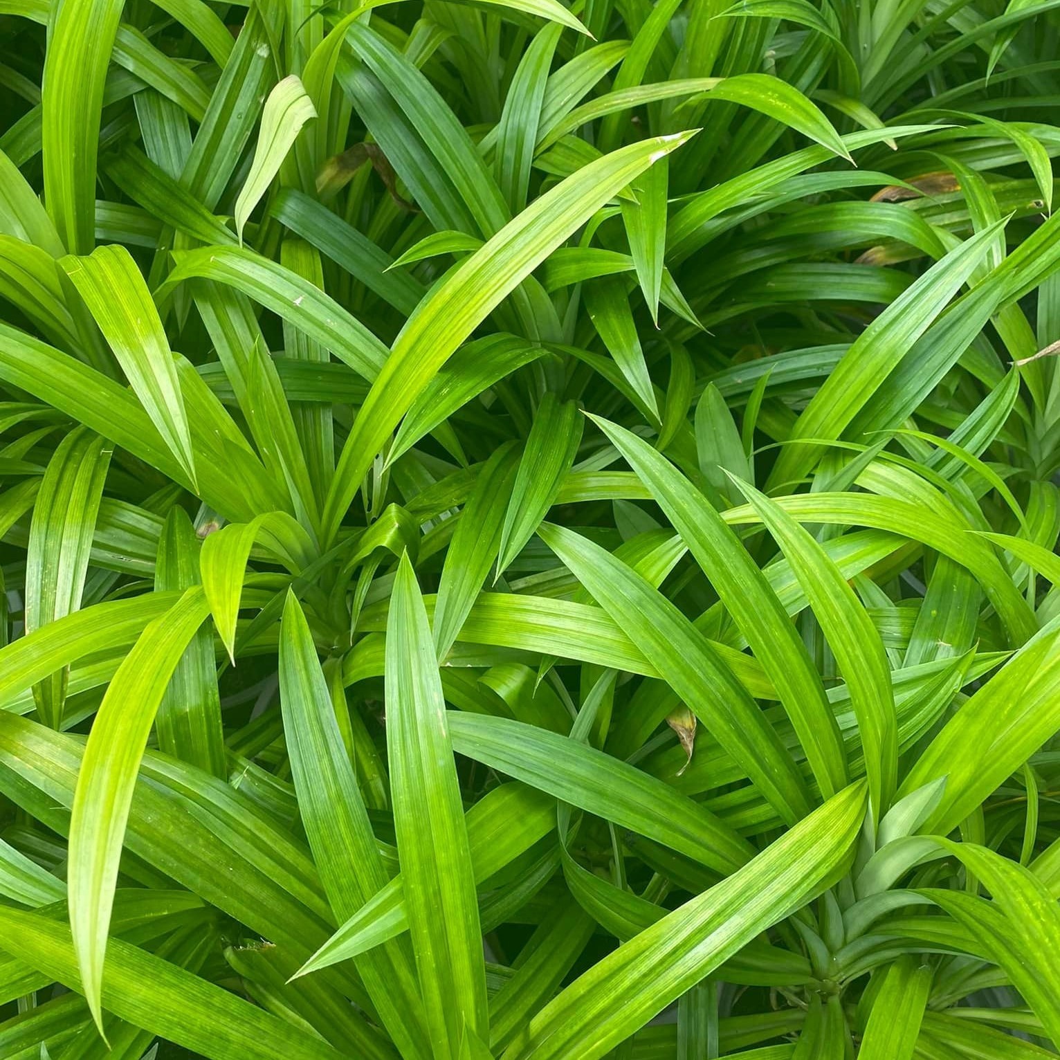 pandan leaves