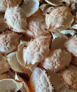 Alternative view of Dried Crab Shell