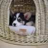 pet bed house