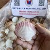 Scallop shell