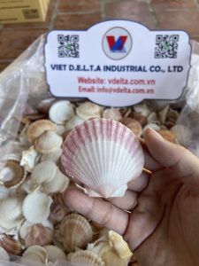 Scallop shell