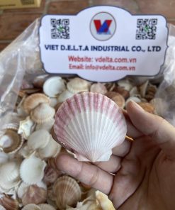 Scallop shell