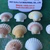 scallop shell