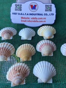 scallop shell