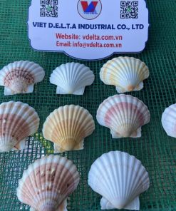 scallop shell
