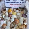 Scallop Shell