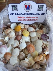 Scallop Shell