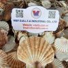 Scallop Shell