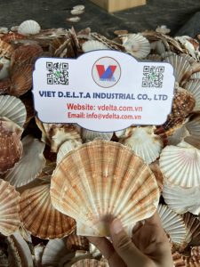 Scallop Shell