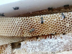 honey
