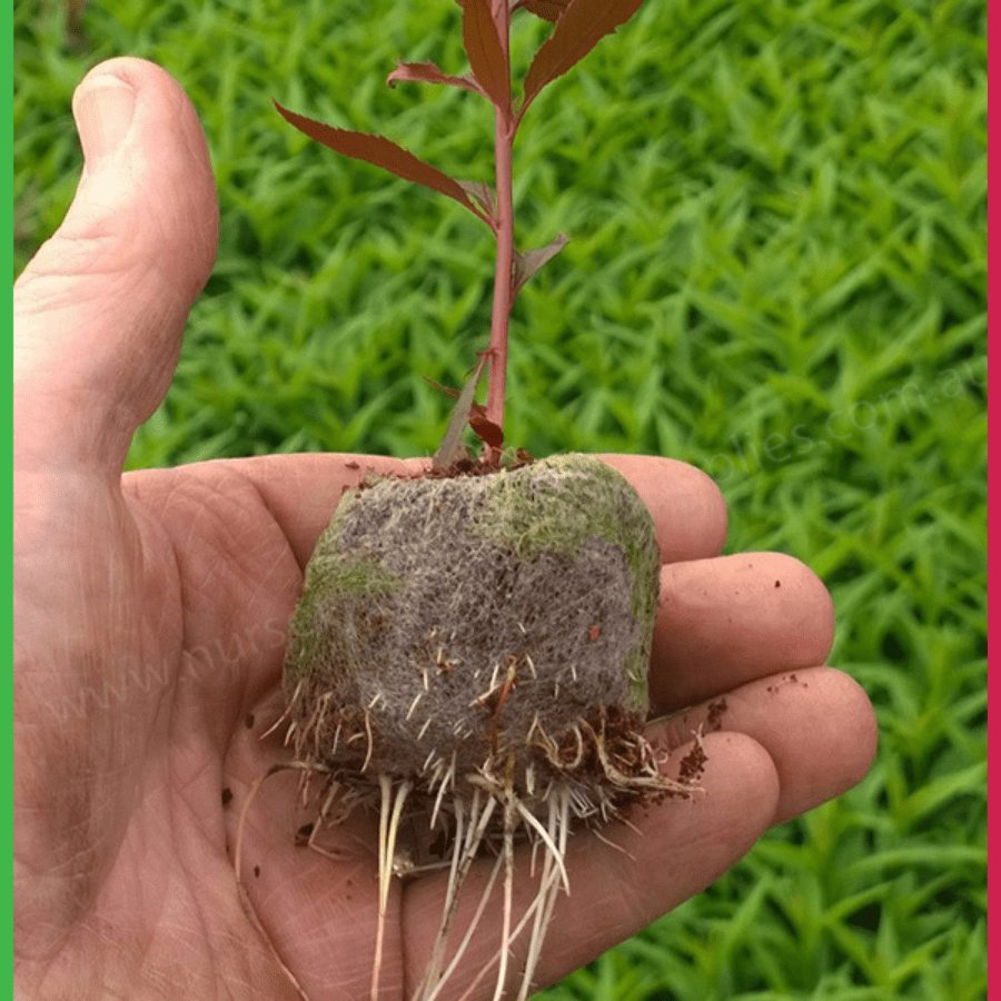 COCONUT COIR PELLET - Image 7