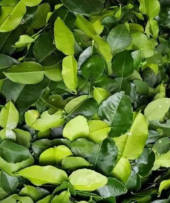 Alternative view of Lemon Leaves