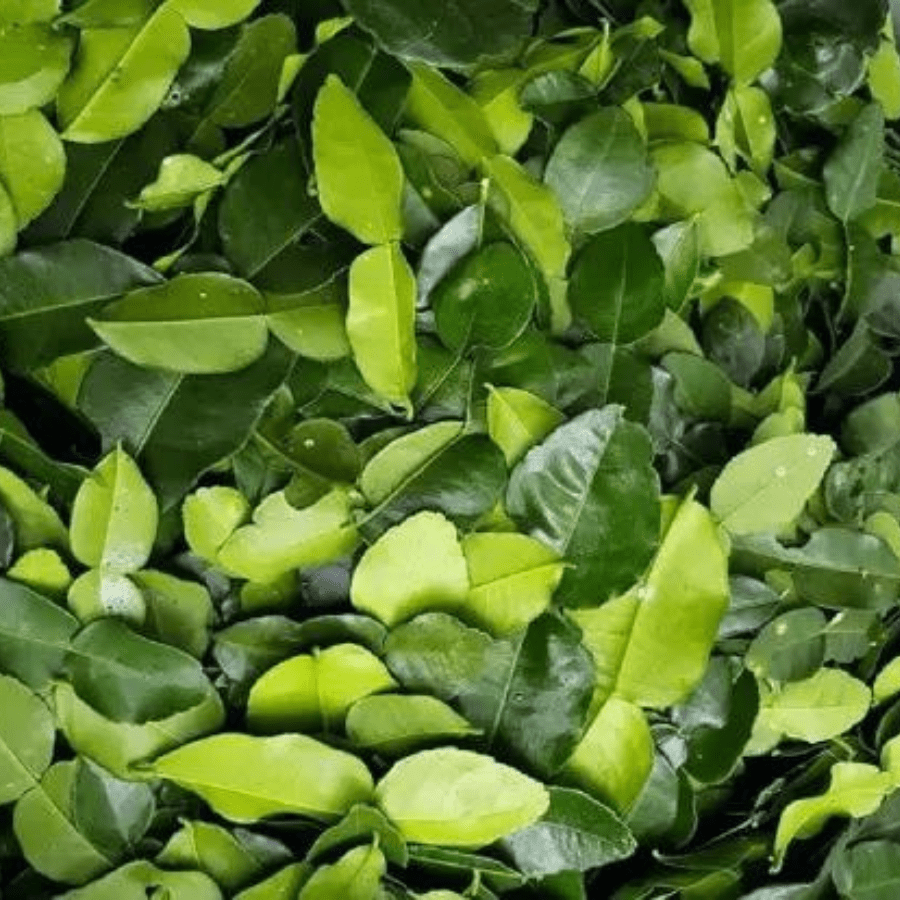 Lemon Leaves - Image 2