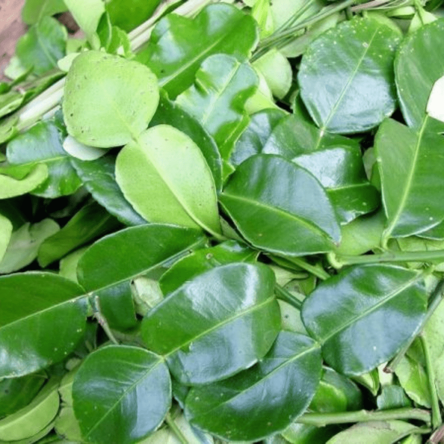 Lemon Leaves - Image 4