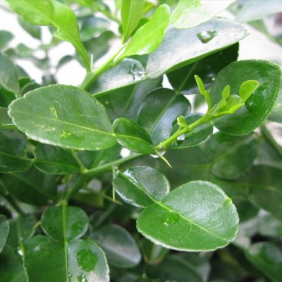 Lemon Leaves - Image 7