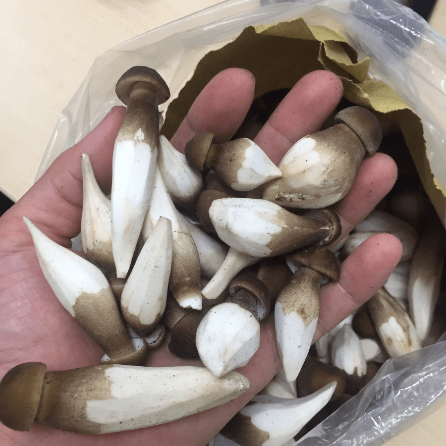 TERMITE MUSHROOM - Image 5
