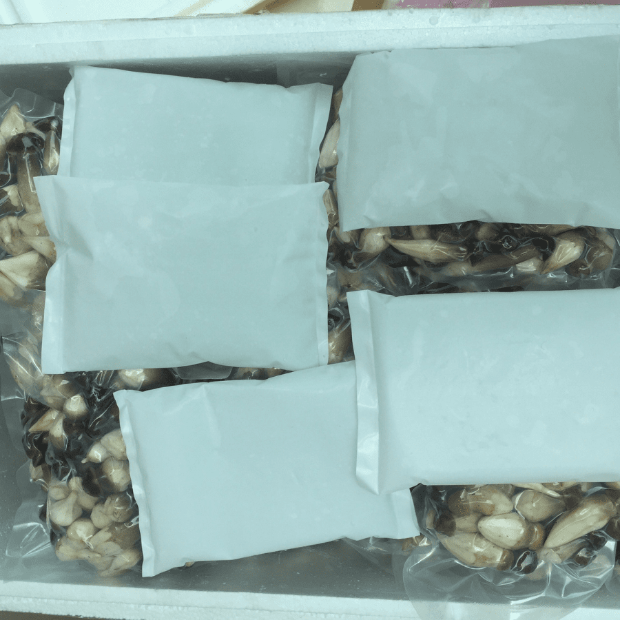 TERMITE MUSHROOM - Image 4