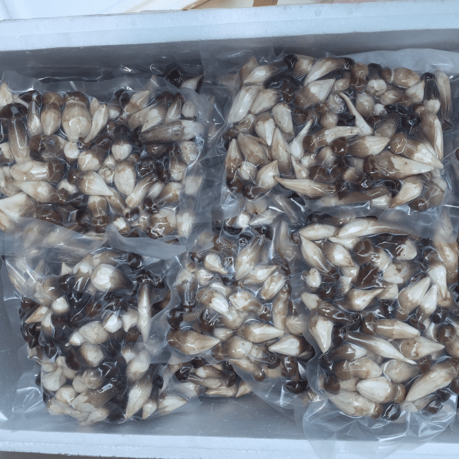 TERMITE MUSHROOM - Image 3