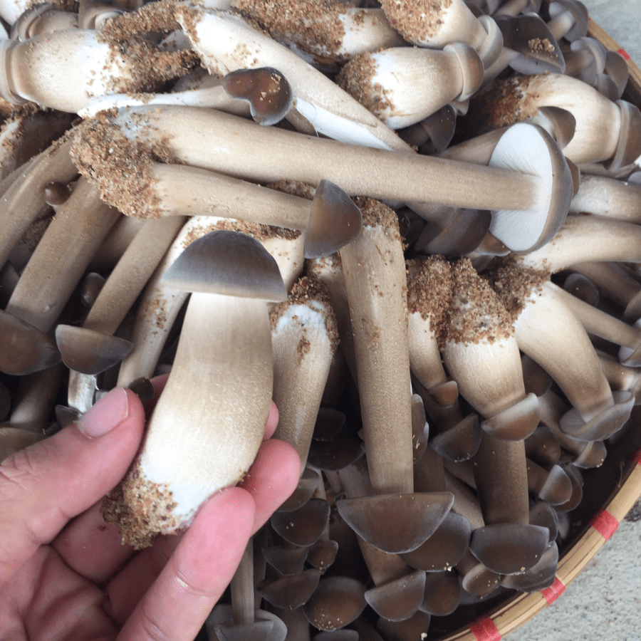 TERMITE MUSHROOM - Image 7