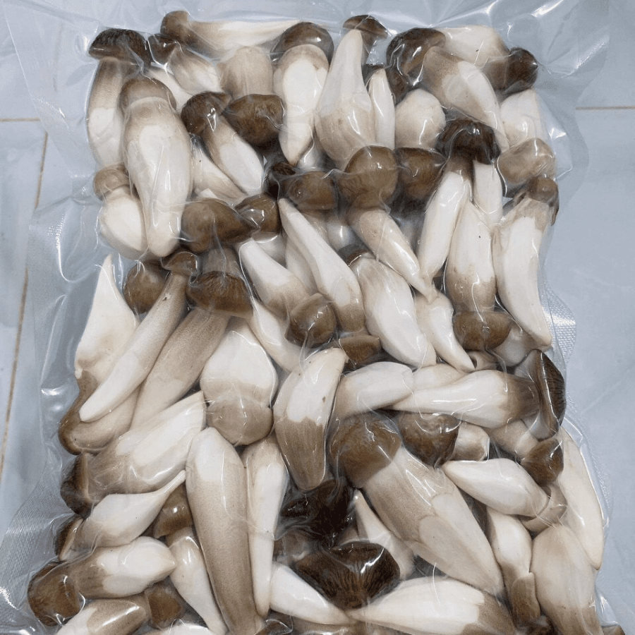 TERMITE MUSHROOM - Image 6