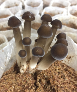 TERMITE MUSHROOM