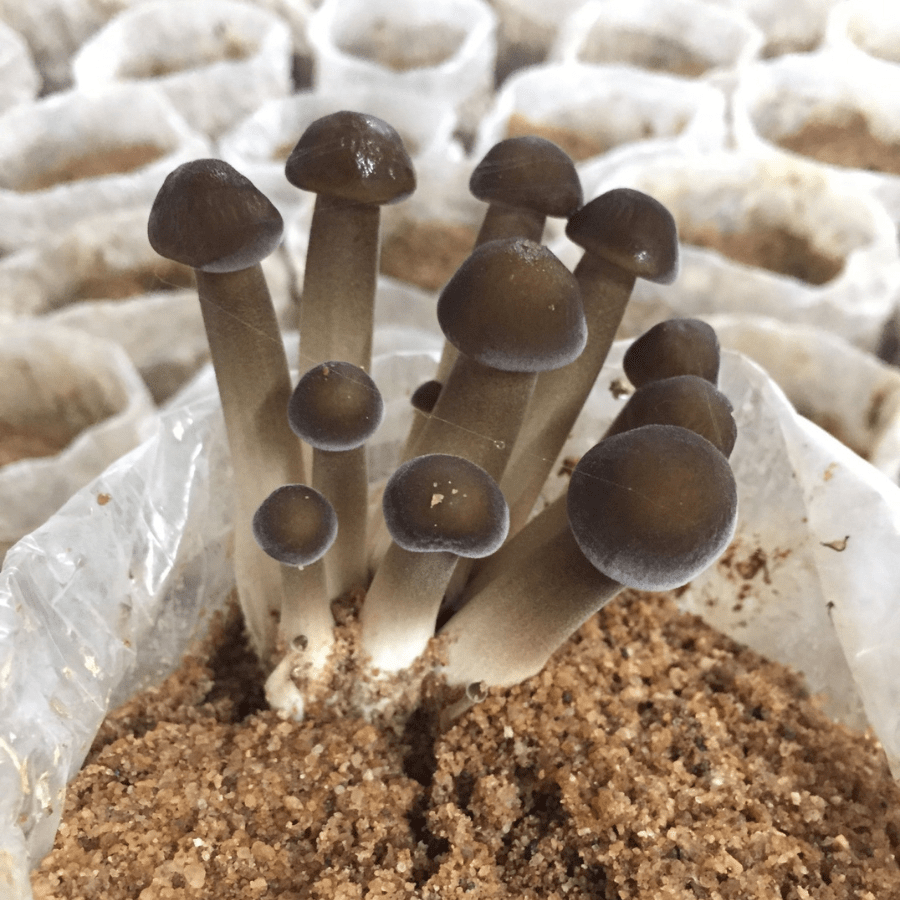 TERMITE MUSHROOM