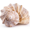 SCALLOP SHELL/ SEA SHELL