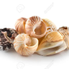 SCALLOP SHELL/ SEA SHELL
