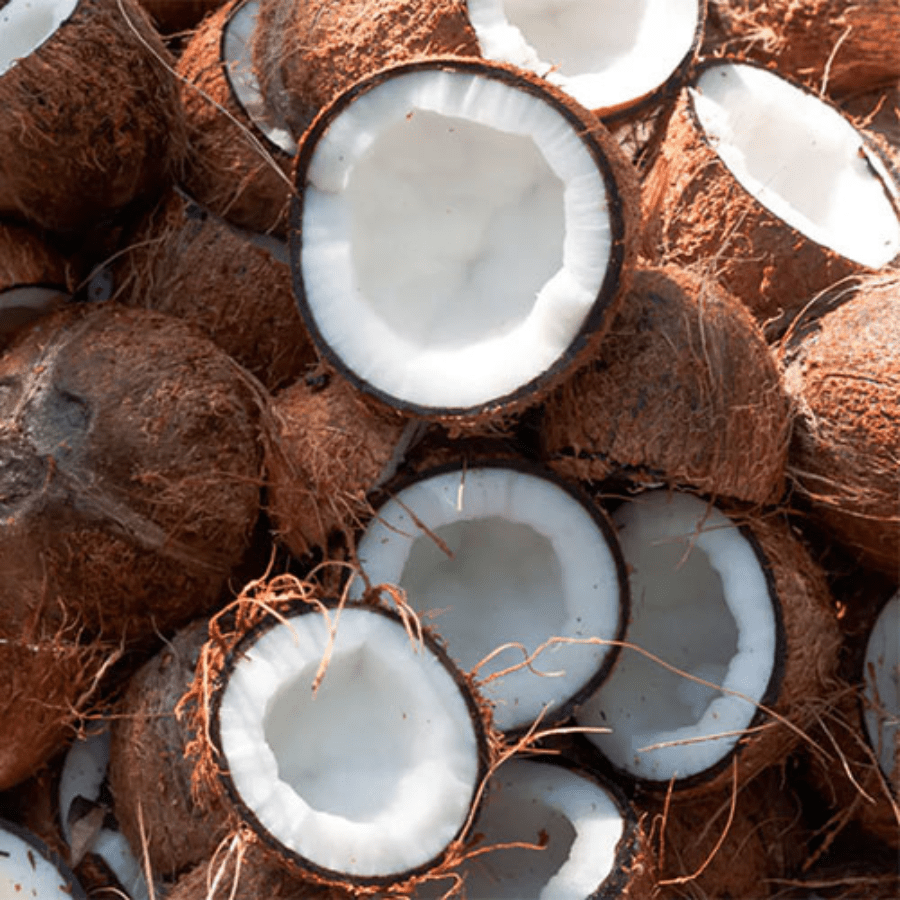 DRIED COCONUT FROM VIETNAM - Image 5