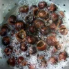 soap nut
