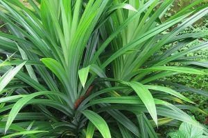 pandan leaves