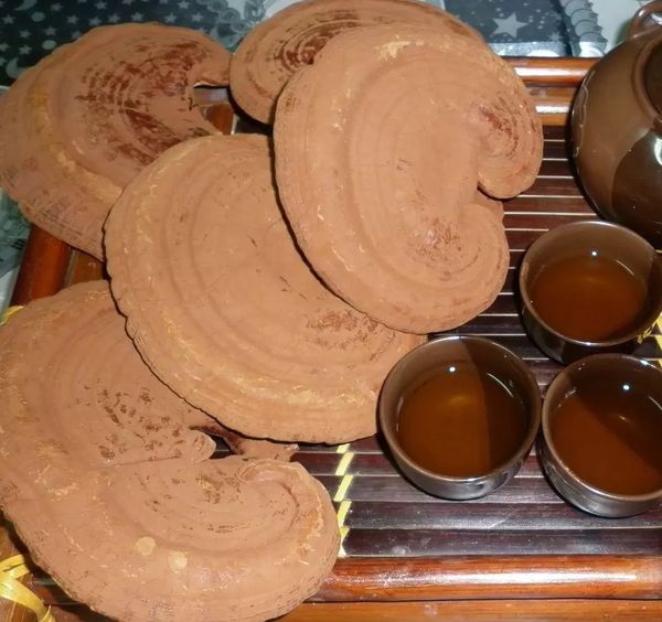 REISHI MUSHROOM - Image 5