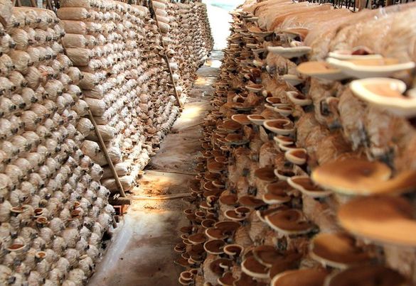 REISHI MUSHROOM - Image 7