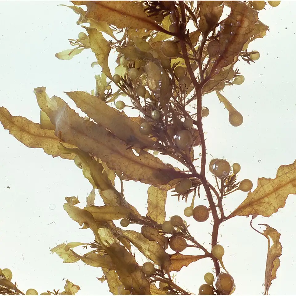 SARGASSUM SEAWEED POWDER - Image 3