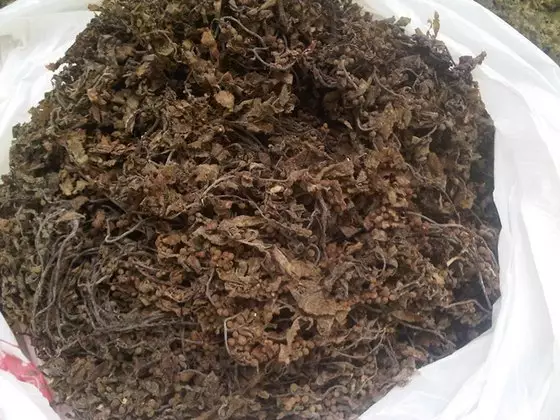 SARGASSUM SEAWEED POWDER - Image 4
