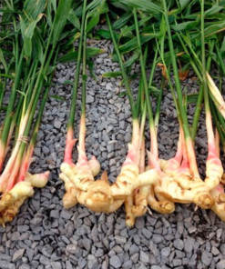 Alternative view of FRESH GINGER